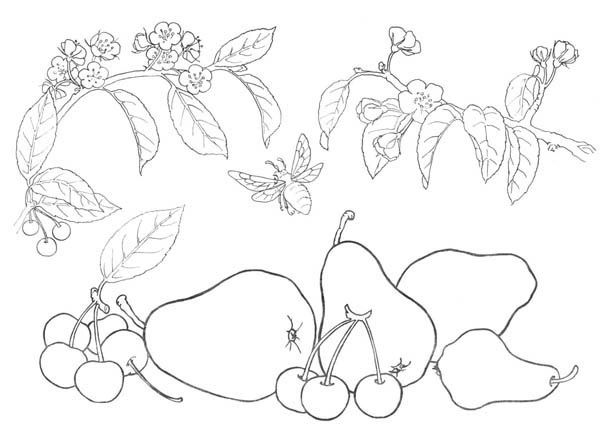 Coloring cherries and pears